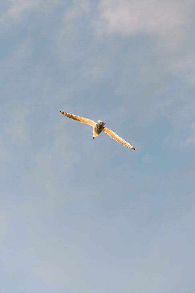 Flygende måke i luften
